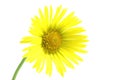 Beautiful yellow daisy flower on white Royalty Free Stock Photo
