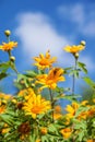 Beautiful yellow daisy flowers against blue sky Royalty Free Stock Photo