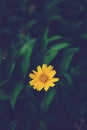 Beautiful yellow daisy flowers, little yellow star Royalty Free Stock Photo