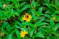 Beautiful yellow daisy flowers, little yellow star Royalty Free Stock Photo