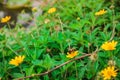 Beautiful yellow daisy flowers, little yellow star Royalty Free Stock Photo