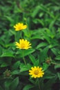 Beautiful yellow daisy flowers, little yellow star. Royalty Free Stock Photo