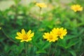 Beautiful yellow daisy flowers, little yellow star. Royalty Free Stock Photo