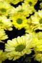 Beautiful yellow daisy gerbera flower

in the garden , soft focus Royalty Free Stock Photo