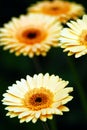 Beautiful yellow daisy gerbera flowers  soft focus Royalty Free Stock Photo