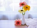 Yellow Gerbera jamesonii daisy flower in vase on table ,Barberton Transvaal daisy copy space for text or lettering flower in ce Royalty Free Stock Photo