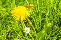 Beautiful yellow dandelion flower blowflower flowers on green meadow Germany Royalty Free Stock Photo