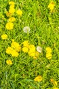 Beautiful yellow dandelion flower blowflower flowers on green meadow Germany Royalty Free Stock Photo