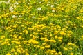 Beautiful yellow dandelion flower blowflower flowers on green meadow Germany Royalty Free Stock Photo