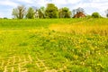 Beautiful yellow dandelion flower blowflower flowers on green meadow Germany Royalty Free Stock Photo