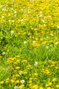 Beautiful yellow dandelion flower blowflower flowers on green meadow Germany Royalty Free Stock Photo