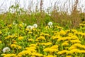 Beautiful yellow dandelion flower blowflower flowers on green meadow Germany Royalty Free Stock Photo