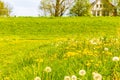 Beautiful yellow dandelion flower blowflower flowers on green meadow Germany Royalty Free Stock Photo