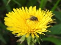 Beautiful yellow dandelion flower and fly, Lithuania Royalty Free Stock Photo