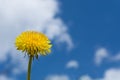 Dandelion Dreams: Embracing the Beauty of Spring Royalty Free Stock Photo