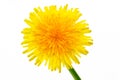 Beautiful Yellow Dandelion Flower Royalty Free Stock Photo