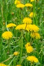 Beautiful yellow dandelion flowers on a green meadow Royalty Free Stock Photo