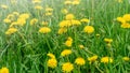 Beautiful yellow dandelion flowers on a green meadow in sunlight Royalty Free Stock Photo