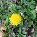 Beautiful Yellow Dandelion on a Green Meadow Royalty Free Stock Photo