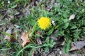 Beautiful Yellow Dandelion on a Green Meadow Royalty Free Stock Photo