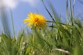 Bright yellow dandelion macro between the green ferns and grass in the spring sunshine and a blue sky background Royalty Free Stock Photo