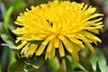 Beautiful yellow dandelion on which ants sit