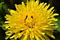 Beautiful yellow dandelion on which ants sit