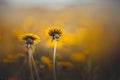 Beautiful yellow dandelion wildflowers grow in a field. Weeds. Nature in summer