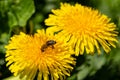 Beautiful yellow dandelions with a bee Royalty Free Stock Photo