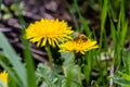 Beautiful yellow dandelions with a bee Royalty Free Stock Photo