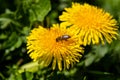 Beautiful yellow dandelions with a bee Royalty Free Stock Photo