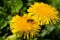 Beautiful yellow dandelions with a bee Royalty Free Stock Photo