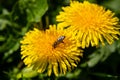 Beautiful yellow dandelions with a bee Royalty Free Stock Photo