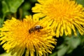 Beautiful yellow dandelions with a bee Royalty Free Stock Photo