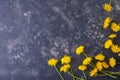 Beautiful, yellow dandelions on a black background, top view, close-up. An interesting, unusual and creative look Royalty Free Stock Photo