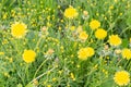 Beautiful yellow dandelions bloomed in summer in a clearing. Royalty Free Stock Photo