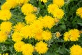 Beautiful yellow dandelions bloomed in summer in a clearing. Royalty Free Stock Photo
