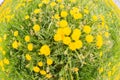 Beautiful yellow dandelions bloomed in summer in a clearing. Royalty Free Stock Photo