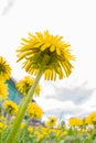 Beautiful yellow dandelions bloomed in summer in a clearing. Royalty Free Stock Photo