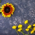 Beautiful, yellow dandelions and sunflower on a black background, top view, close-up. An interesting, unusual and creative look Royalty Free Stock Photo