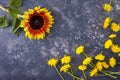 Beautiful, yellow dandelions and sunflower on a black background, top view, close-up. An interesting, unusual and creative look Royalty Free Stock Photo