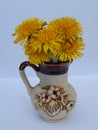Beautiful yellow dandelions in a vase on the table, spring flowers, clear weather.