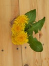 Beautiful yellow dandelions in a vase on the table, spring flowers, clear weather.