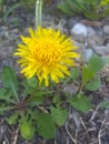 This beautiful yellow dandy lion