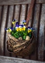 Beautiful yellow and dark blue horned pansy flowers in an easter nest with quail eggs hanging on rusted soup ladle. Royalty Free Stock Photo