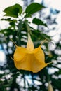 Beautiful yellow Datura flower (Brugmansia aurea), the golden angel\'s trumpet in a garden Royalty Free Stock Photo