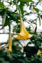 Beautiful yellow Datura flower (Brugmansia aurea), the golden angel\'s trumpet in a garden Royalty Free Stock Photo