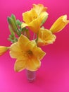 Beautiful yellow daylilies in a vase on a pink background Royalty Free Stock Photo