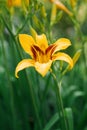 Beautiful yellow daylily flower in summer in the garden Royalty Free Stock Photo