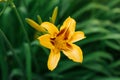 Beautiful yellow daylily flower in summer in the garden Royalty Free Stock Photo